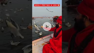 प्रयागराज मे विदेशी मेहमान का आगमन 🌅🏞#prayagraj #magh #sangam #explorepage✨ #trending #viralpost