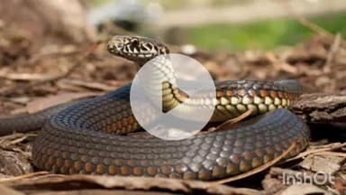 बिधूना: कुदरकोट थाना क्षेत्र के वैवाह गांव में सांप के काटने से किसान की हुई मौत, खेत पर फसल देखने गया था किसान