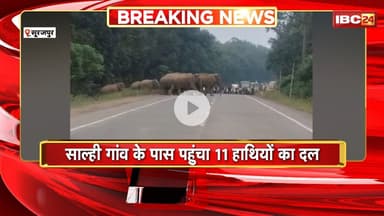 Surajpur Elephant News: साल्ही गांव के पास पहुंचा 11 हाथियों का दल। हाथियों ने सड़क पर जमाया अड्डा