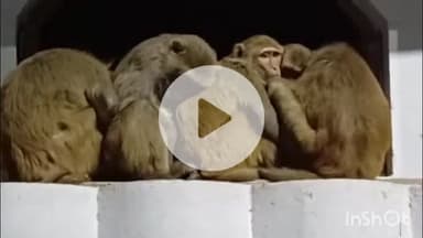 लखीमपुर: अटल बिहारी वाजपेयी पार्क समेत विभिन्न मोहल्लों में खूंखार बंदरों का आतंक, बच्चों पर हमले से पार्क सूना पड़ा