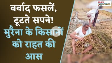 बर्बाद फसलें, टूटते सपने! मुरैना के किसानों को राहत की आस | Morena News