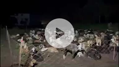 शिराळा: बिबट्यांच्या भीतीने मेंढपाळांचे 'जागते रहो.. विजेच्या दिव्यांचा वापर; शिराळा तालुक्यातील चित्र.