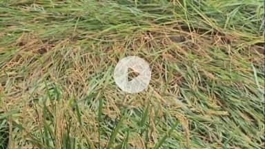 सिराथू: दो दिनों से हो रही बारिश से सिराथू इलाके में किसानों की खेती बर्बाद, आलू और सरसों की खेती पर मंडरा रहा संकट