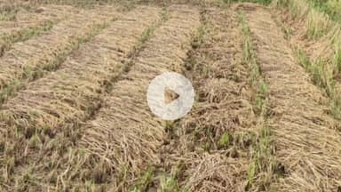 लालबर्रा: लालबर्रा क्षेत्र में लगातार बारिश से किसानों की बढ़ी चिंता, खेतों में खड़ी फसलें भीगने से खराब होने का डर