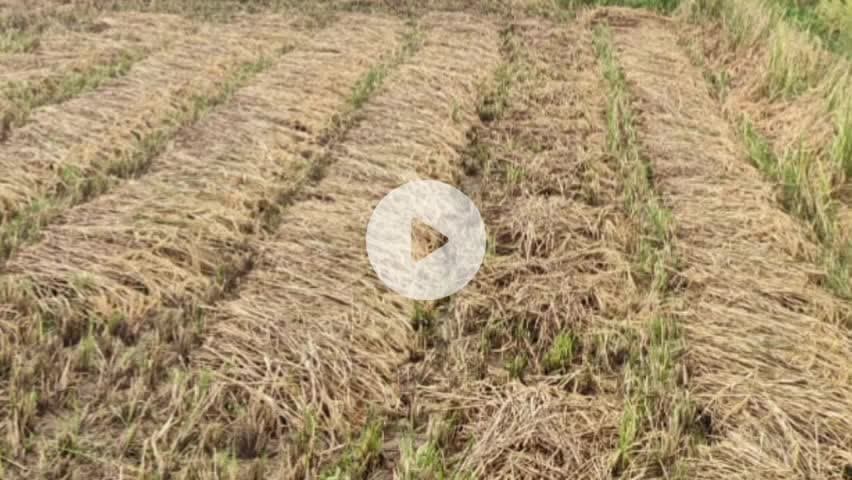 लालबर्रा: लालबर्रा क्षेत्र में लगातार बारिश से किसानों की बढ़ी चिंता, खेतों में खड़ी फसलें भीगने से खराब होने का डर