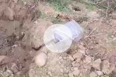 हरिद्वार: हरिद्वार शहर से पकड़े गए दर्जन भर सांपों को वन विभाग ने श्यामपुर के जंगलों में छोड़ा