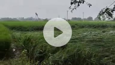 दिनारा: दिनारा दावथ और सूर्यपुरा प्रखंड में बिन मौसम बरसात ने किसानों की फसल बर्बाद होने की चिंता बढ़ा दी है