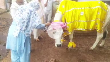 बहीन: कान्हा गोशाला बहीन में मनाया 
गोपाष्टमी पर्व