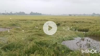 मुंगेर: जिले में 'मोंथा' चक्रवात से धान की फसल बर्बाद, किसान मायूस, मुआवजे की मांग