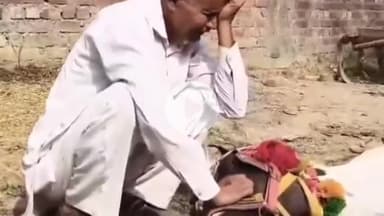 जगाधरी: यमुनानगर: शादी में बगी की तार से टकराने से घोड़ी की मौत, पुलिस जांच में जुटी