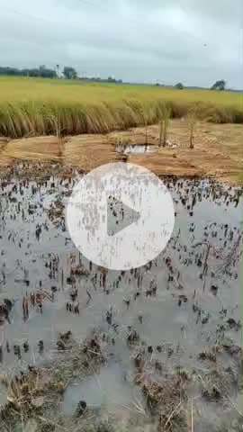 गाँव जनेह में रात में हुई बारिश के कारण पूरी फसल गिर गई है