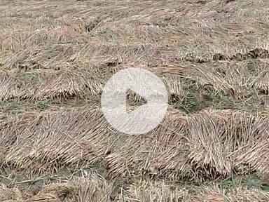 jiyaaman Panchayat ke fasal hai