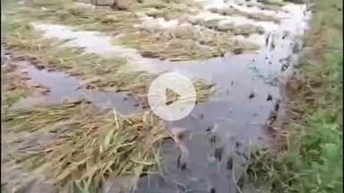 मिर्ज़ापुर: बिना मौसम हो रही भारी बारिश में जिगना थाना क्षेत्र में किसानों की फसलों को हुआ भारी नुकसान