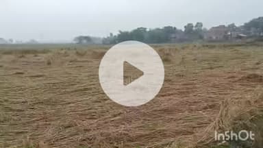 औरैया: दिबियापुर समेत जिलेभर में 3 दिन से हो रही बारिश के चलते किसानों की फसलें हुईं चौपट