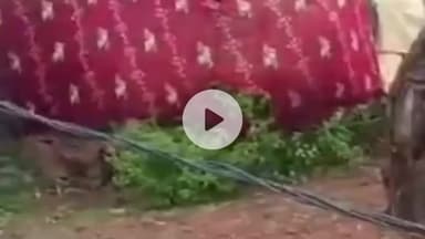 सुंगरहा गांव में बस की लापरवाही से बिजली का खंभा गिरा, युवक गंभीर रूप से घायल, कटनी रेफर