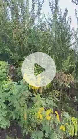 सुमेरपुर में मौसम कि ताजा खबर के साथ बनाया गया छोटा विडियो