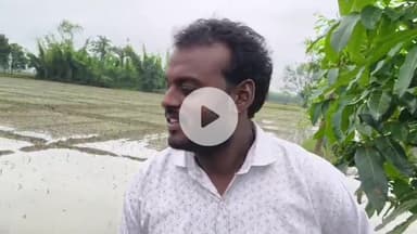 फलका: बेमौसम बारिश ने किसानों के अरमानों को किया चकनाचूर, फसल हुई बर्बाद