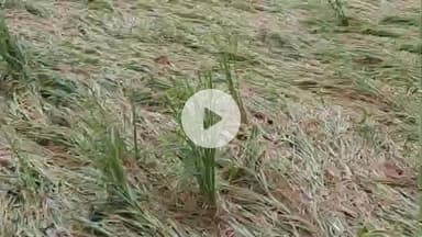 कुटुंबा: लगातार बारिश से कुटुंबा प्रखंड के किसानों को हो रहा नुकसान, धान, स्ट्रॉबेरी और सब्जी की फसल पर पड़ा असर