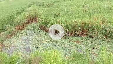 दुबरा पहाड़ी में बारिश से फसल में पानी