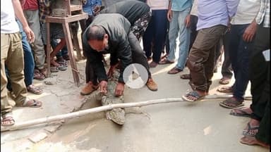 पुरैना गांव में मगरमच्छ देखे जाने से ग्रामीणों में मचा हड़कंप वन विभाग की टीम ने रेस्क्यू कर देवहा नदी में छोड़ा।