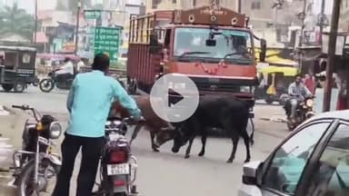 बीना: महावीर चौक सहित नगरीय क्षेत्र में आवारा मवेशियों की भरमार,राहगीर व वाहन चालक हो रहे  दुर्घटना का शिकार
#jansamasya