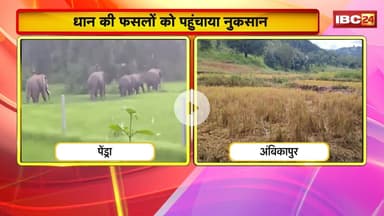 CG Elephant News : Marwahi में जंगली हाथियों ने जमाया डेरा। 10 जंगली हाथियों के झुंड ने मचाई तबाही
