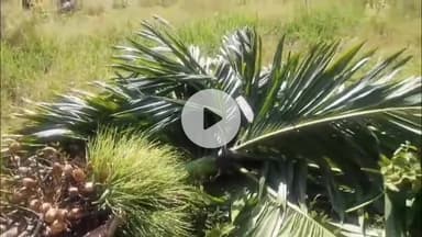 ചാലക്കുടി: പാലപ്പിള്ളിയിൽ കാട്ടാനക്കൂട്ടം ഇറങ്ങി കൃഷി നശിപ്പിച്ചു