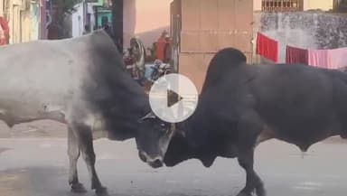 सागर नगर: सागर नगर पालिक निगम की आवारा मवेशियों की धर-पकड़ मुहिम की हकीकत, लोग परेशान, वीडियो वायरल