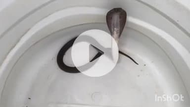 पुष्पराजगढ़: वेंकट नगर में घरों में घुसे जहरीले सांप का किया गया रेस्क्यू