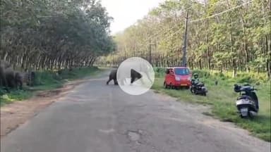 ചാലക്കുടി: പാലപ്പിള്ളി ചിമ്മിനി ഡാം റോഡിൽ പിള്ളത്തോട് പാലത്തിന് സമീപം നാട്ടുകാർക്ക് നേരെ പാഞ്ഞടുത്ത് കാട്ടാനക്കൂട്ടം