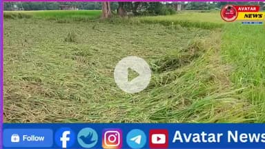 बेमौसम बरसात से किसानों की कमर टूटी, चक्रवाती तूफान “मंथा” ने मचाई तबाही..!
#viralnews. #newsupdate #news #avatarnews