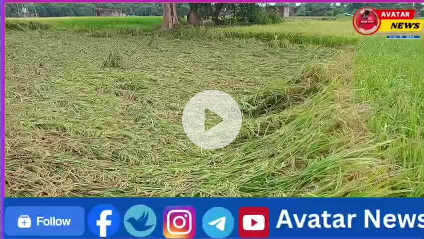 बेमौसम बरसात से किसानों की कमर टूटी, चक्रवाती तूफान “मंथा” ने मचाई तबाही..!
#viralnews. #newsupdate #news #avatarnews