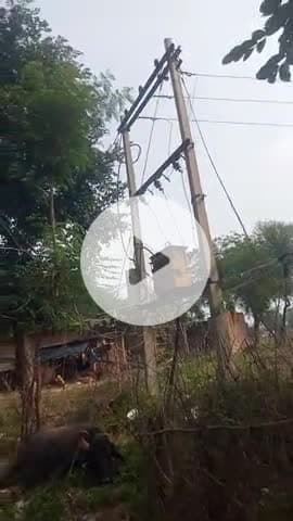 ग्राम बोड़े पुरवा में बिजली विभाग की लापरवाही के कारण डी पी के खंभों में लगे सपोटर में करंट आ जाने से हुईं एक भैंस कीमौत