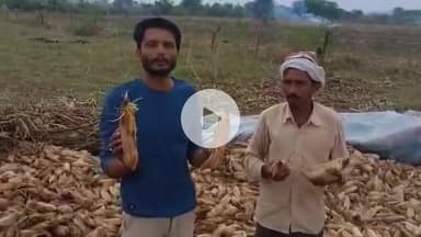 जैसीनगर: बेमौसम बारिश से मक्का फसल में दोबारा अंकुरण, किसानों को भारी नुकसान, मुआवजे की मांग