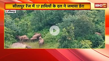 Elephant in Ambikapur: सीतापुर रेंज में हाथियों के दल ने जमाया डेरा। 10 एकड़ से ज्यादा फसल की बर्बाद