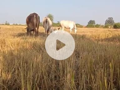 अपनी मवेशी जानवरों को बांधकर रखें संपर्क सूचित कर रहे हैं नहीं तो कार्यवाही की जाएगी। आपको 10000 का जुर्माना लगे सकता है