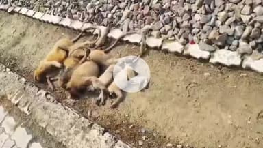 बिल्हौर: कानपुर पैसेंजर ट्रेन की चपेट में आए कई बंदर, पांच की मौत, समाजसेवी ने किया अंतिम संस्कार