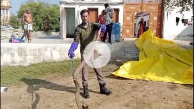 झालरापाटन: पिपलिया गांव में पशुओं के बाड़े में घुसा जहरीला रसैल वाइपर स्नैक, स्नेक रेस्क्यू एक्सपर्ट ने पकड़कर सुरक्षित छोड़ा