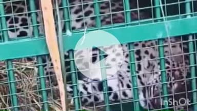 लखीमपुर: धौरहरा वन रेंज में वन विभाग के पिंजरे में कैद हुई खूंखार मादा तेंदुआ, दुधवा के जंगल में छोड़ी जाएगी