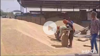 धार: धार कृषि उपज मंडी में सोयाबीन की बंपर आवक