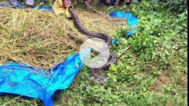 नौतनवा: नौडिहवा चौराहे पर ग्रामीणों ने अजगर को पकड़कर पोखरी में छोड़ा