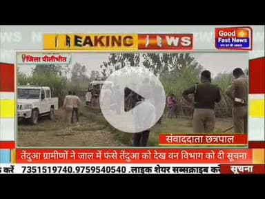 खेत में शिकार के लिए लगाए गए जाल में फंसा तेंदुआ ग्रामीणों ने जाल में फंसे तेंदुआ को देख वन विभाग को