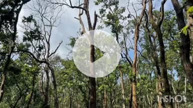 पुष्पराजगढ़: अमरकंटक के जंगलों में साल बोरर का प्रकोप फैला