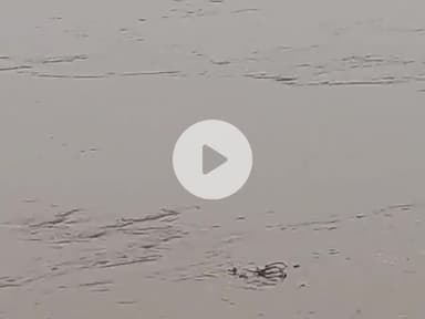 मसुरिया मे #newsong #newgoldchai