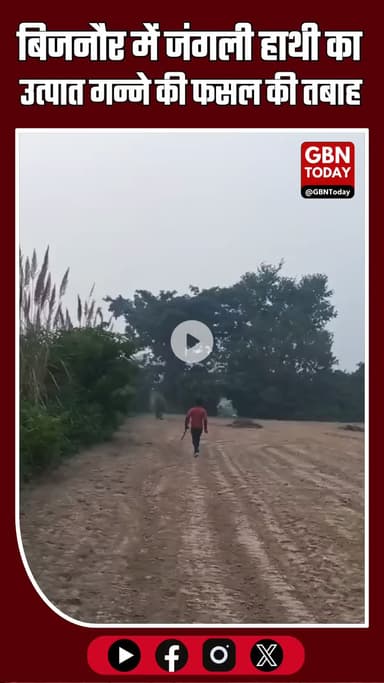 बिजनौर में जंगली हाथी का उत्पात, गन्ने की फसल तबाह — किसानों में दहशत
#Bijnor #ElephantAttack #WildElephant #Farmers