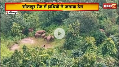 Ambikapur Elephant News: 17हाथियों के दल ने मचाया उत्पात। 10एकड़ से ज्यादा धान की फसल को किया बर्बाद