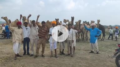 झालरापाटन: झालरापाटन पशु मेले में ऊंट भी बिकने आए, चारे और पानी की व्यवस्था सही न होने से ऊंट मालिक हुए परेशान