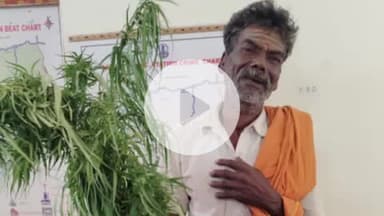 அந்தியூர்: பர்கூர் காவல் நிலையத்துக்கு உட்பட்ட பகுதியில் சட்ட விரோதமாக மஞ்சள் காட்டில் கஞ்சா செடிகளை வளர்த்த ஒருவர் கைது