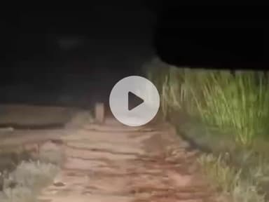 नौगावां सादात: नौगांवा क्षेत्र के गांव यूसुफपुर में दिखाई दिया तेंदुआ, युवक ने किया वीडियो वायरल, वन विभाग की टीम जांच में जुटी