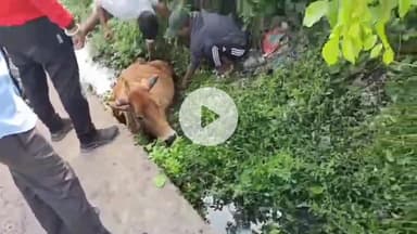 बीना: नई बस्ती श्मशान घाट के पास नाले में फंसी गाय, समिति और स्थानीय लोगों ने बचाई जान